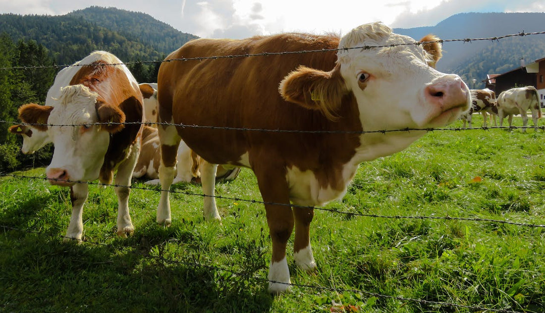 Beef industry accounts for 14.5% of global greenhouse mass emissions. Here's how to reduce it.