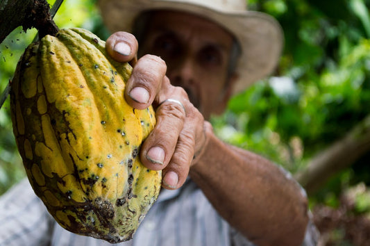 Is chocolate sustainable?