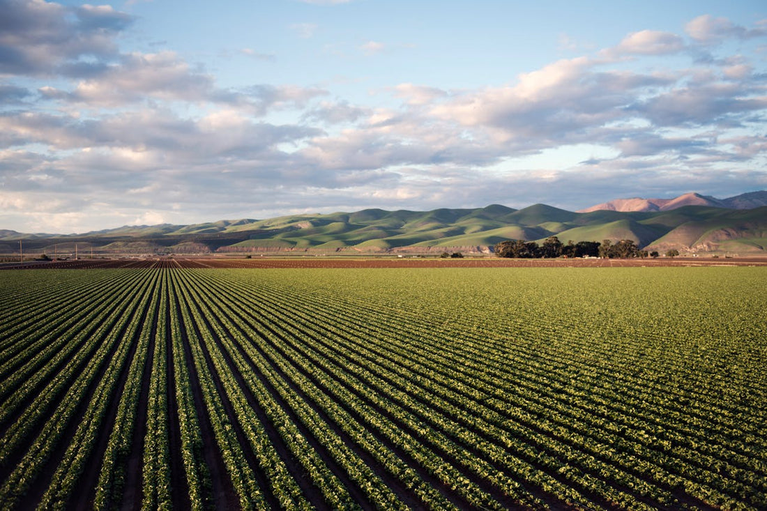 What is soil sequestration, and how can it combat global warming?