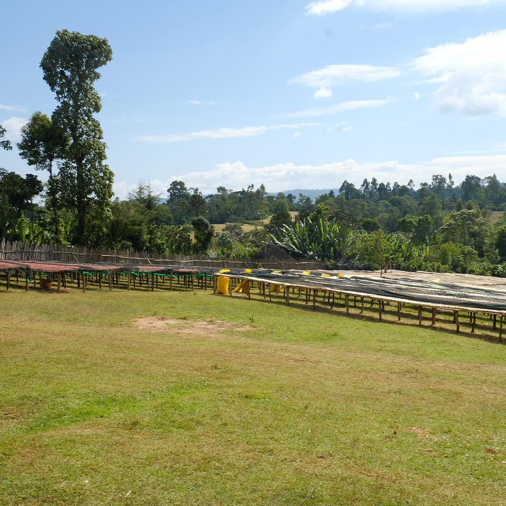 ethiopia - demeka becha by nossa familia coffee