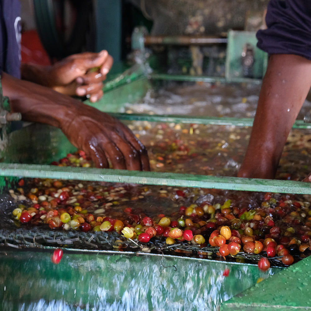 ethiopia - demeka becha by nossa familia coffee