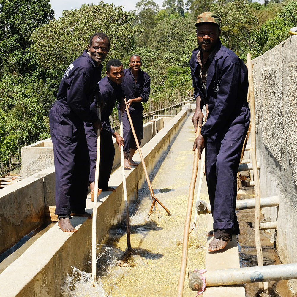 ethiopia - demeka becha by nossa familia coffee