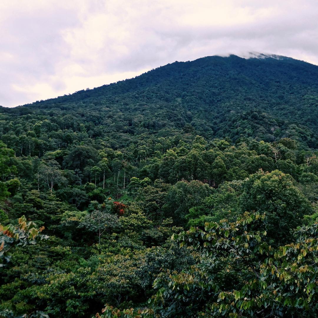 guatemala - finca san jerónimo miramar by nossa familia coffee