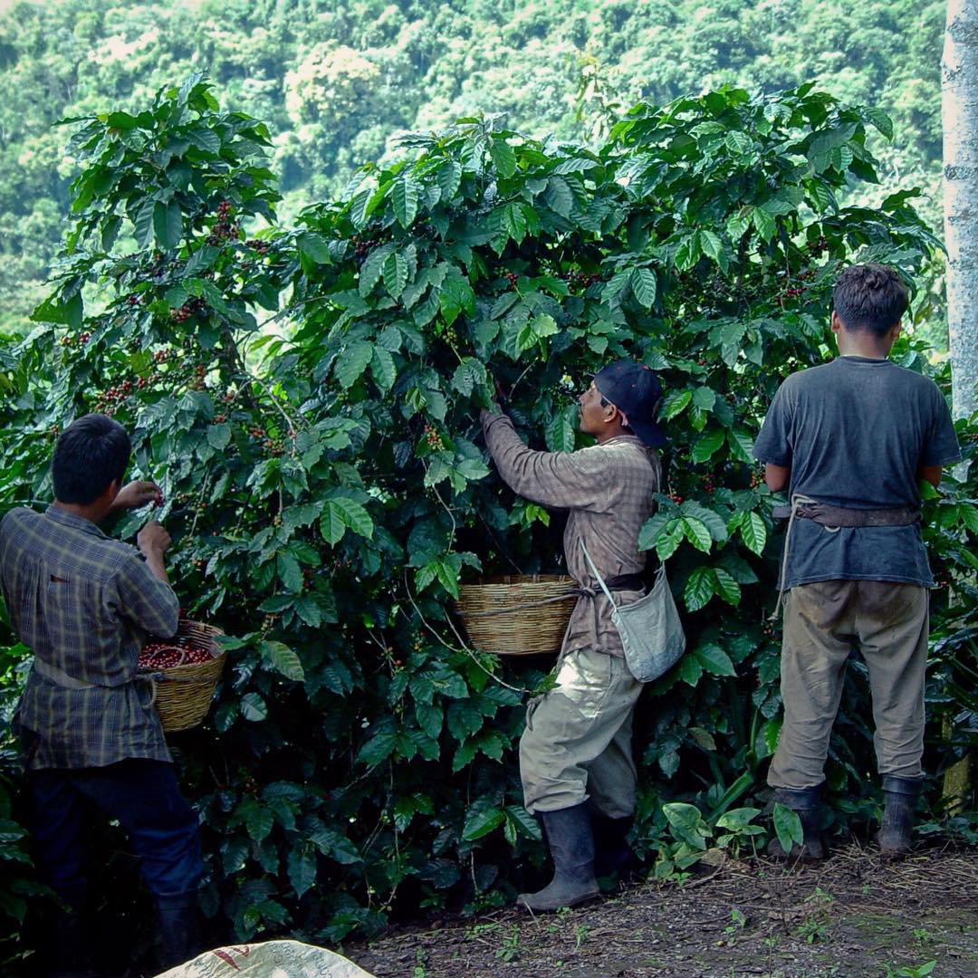 guatemala - finca san jerónimo miramar by nossa familia coffee