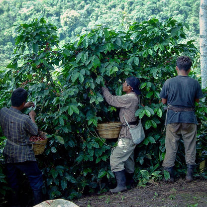 Guatemala - Finca San Jerónimo Miramar by Nossa Familia Coffee