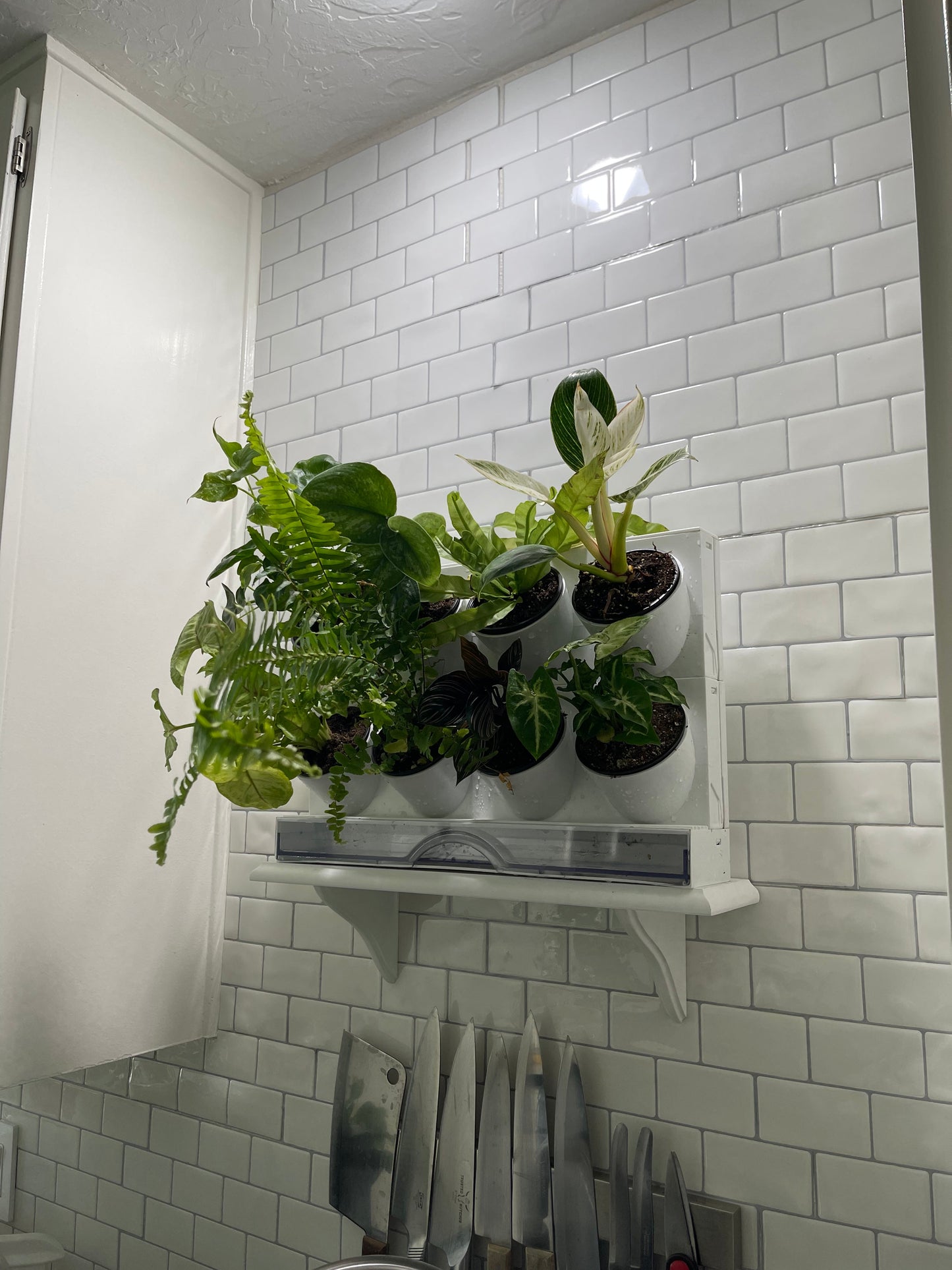 countertop garden kit by watex