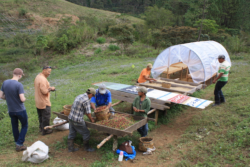 nicaragua - finca san jose de las nubes - washed process by nossa familia coffee