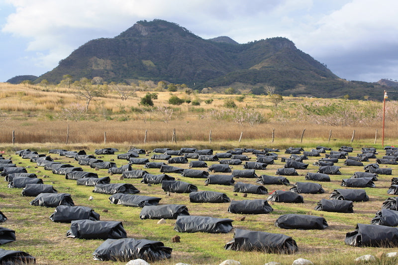 nicaragua - finca san jose de las nubes - natural process by nossa familia coffee