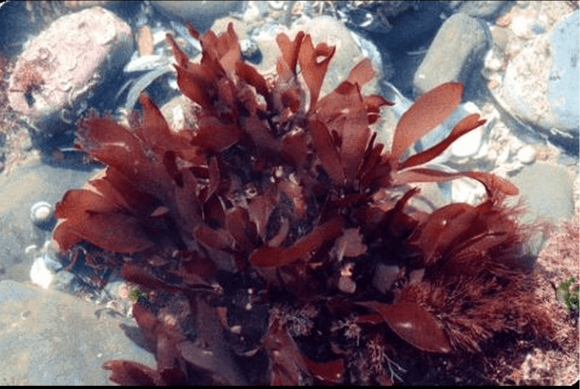 sea-vegetables powder (wild-harvested) by dr. cowan's garden