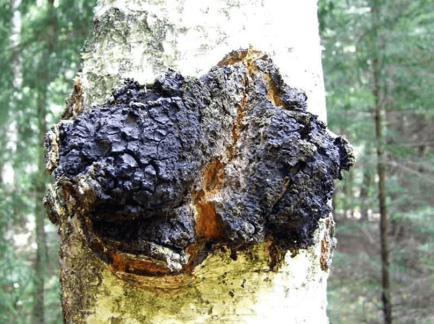 chaga nuggets (wild-harvested) by dr. cowan's garden