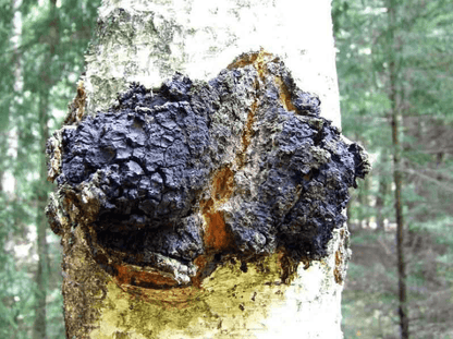 Chaga Nuggets (Wild-Harvested) by Dr. Cowan's Garden