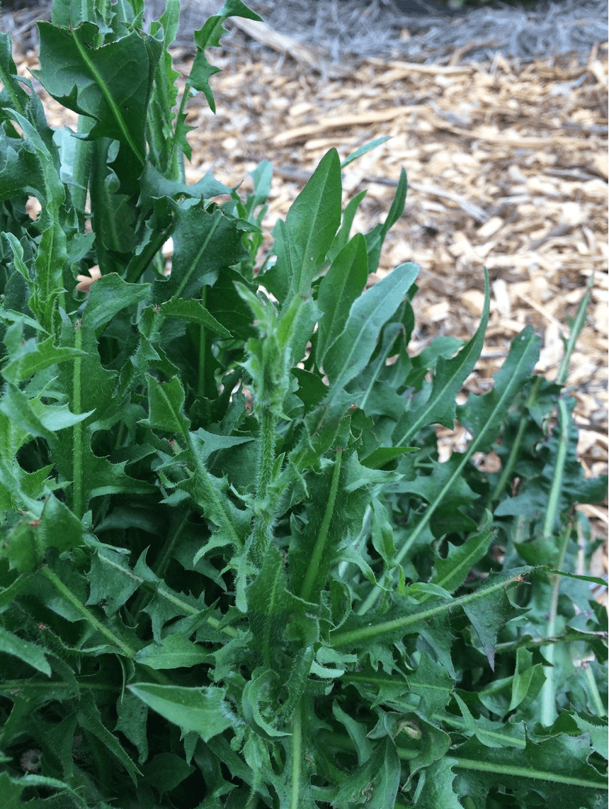 organic dandelion powder by dr. cowan's garden