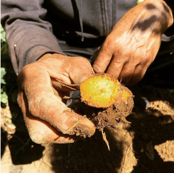 organic turmeric powder by dr. cowan's garden