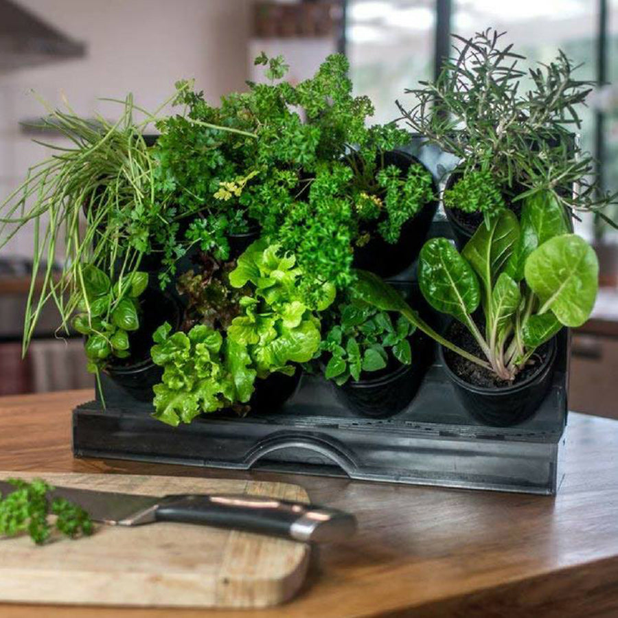 countertop garden kit by watex