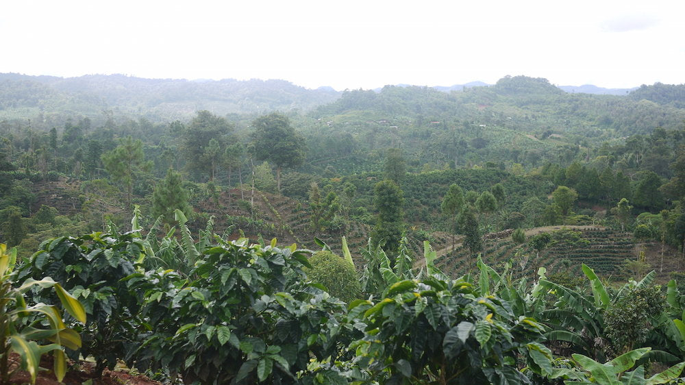 nicaragua - finca san jose de las nubes - washed process by nossa familia coffee