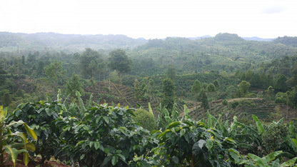 Nicaragua - Finca San Jose de las Nubes - Natural Process by Nossa Familia Coffee