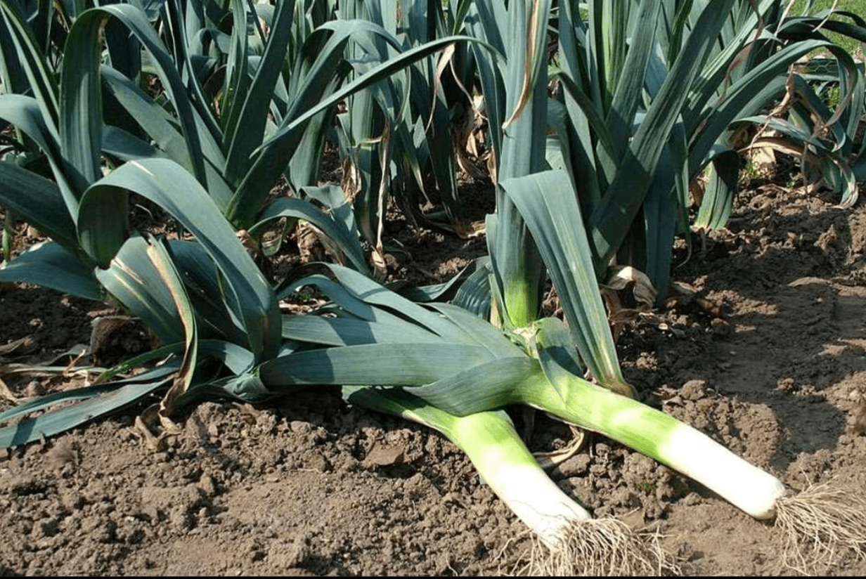 organic leek powder (refill pouch) by dr. cowan's garden